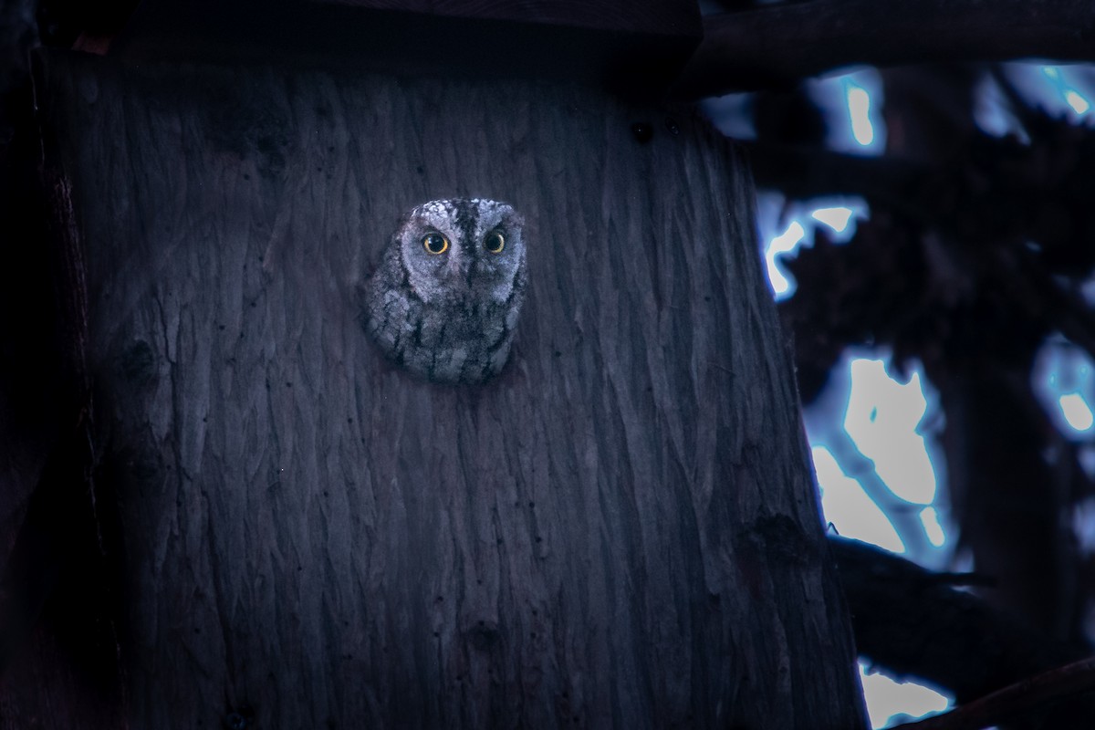 Eurasian Scops-Owl - ML573497591