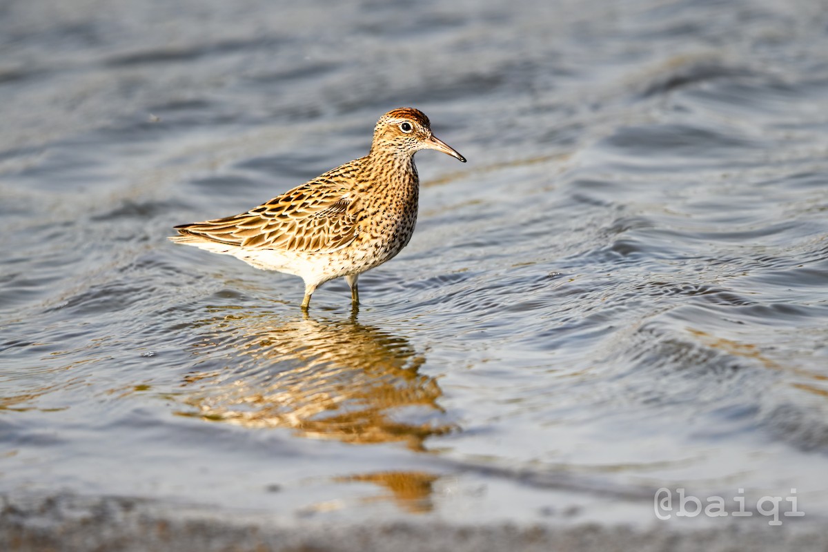 Sharp-tailed Sandpiper - ML573498191