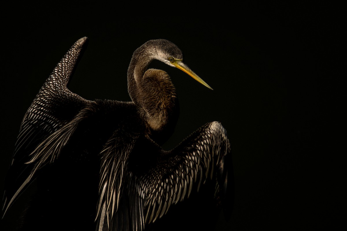 Oriental Darter - ML573499341