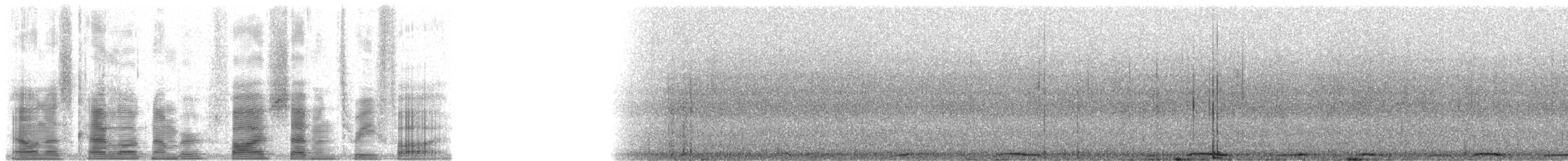 holub tonžský - ML5735