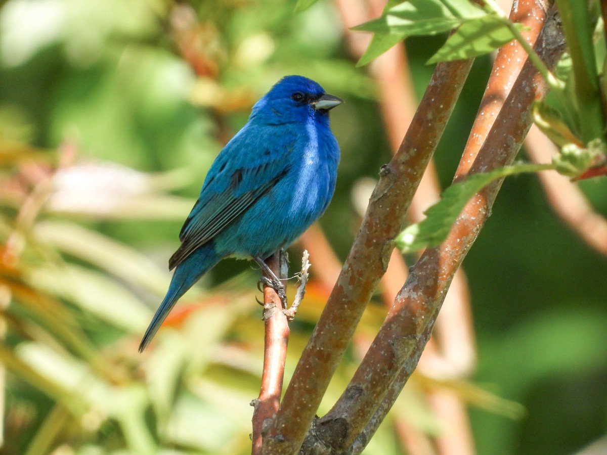 Indigo Bunting - ML573500141