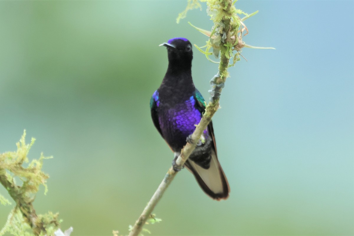 Velvet-purple Coronet - ML573500811