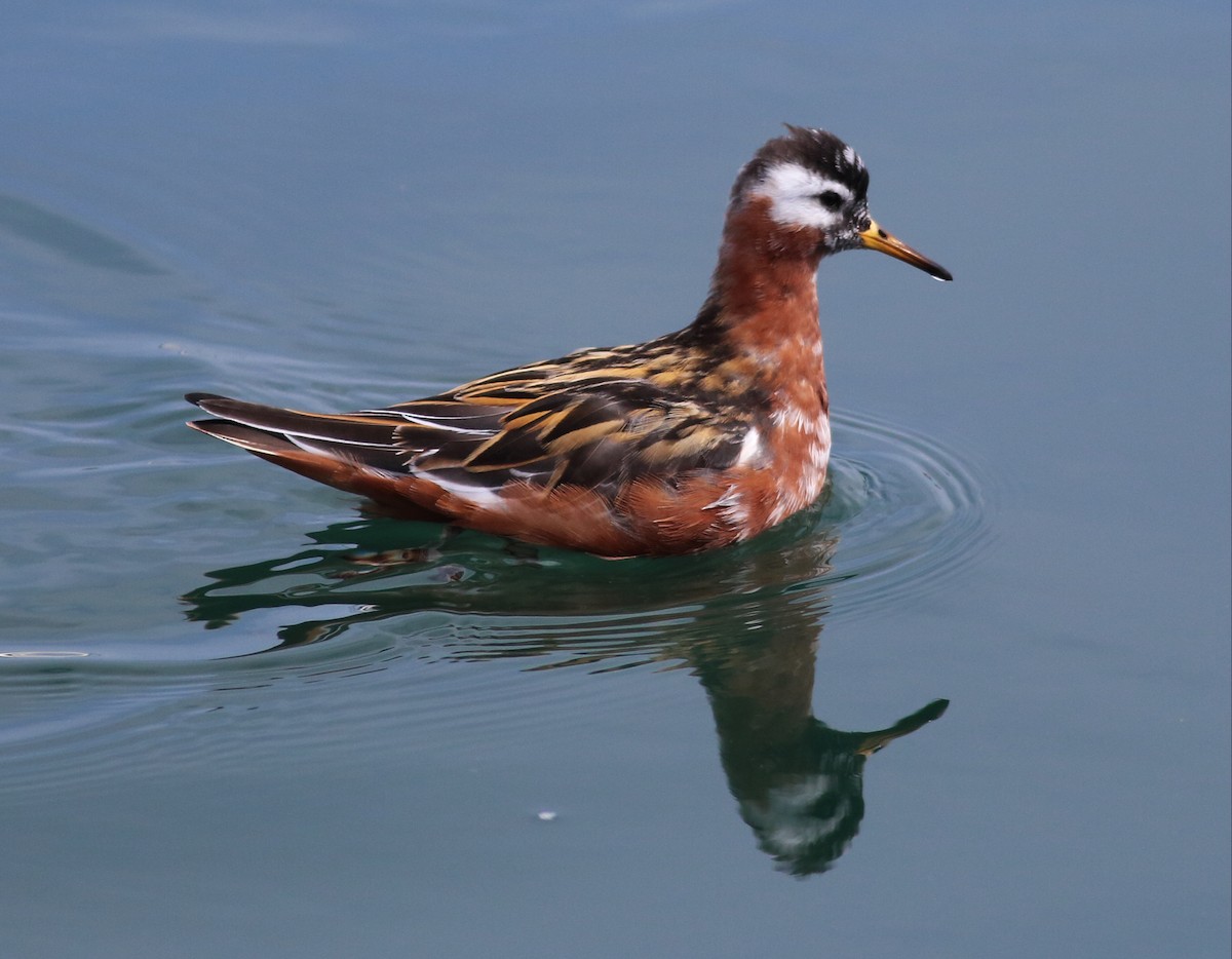 Red Phalarope - ML57350111