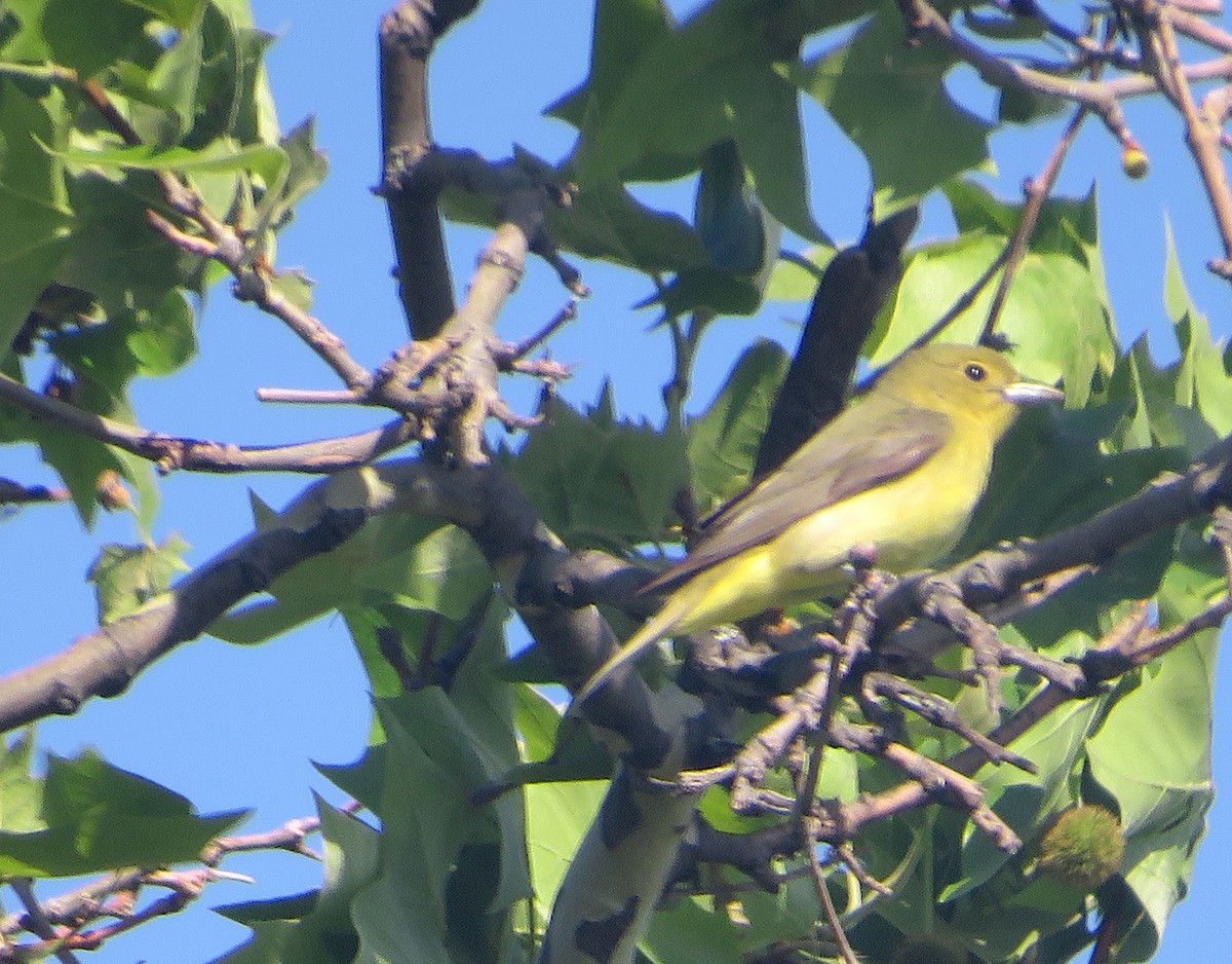 Scarlet Tanager - ML573501381