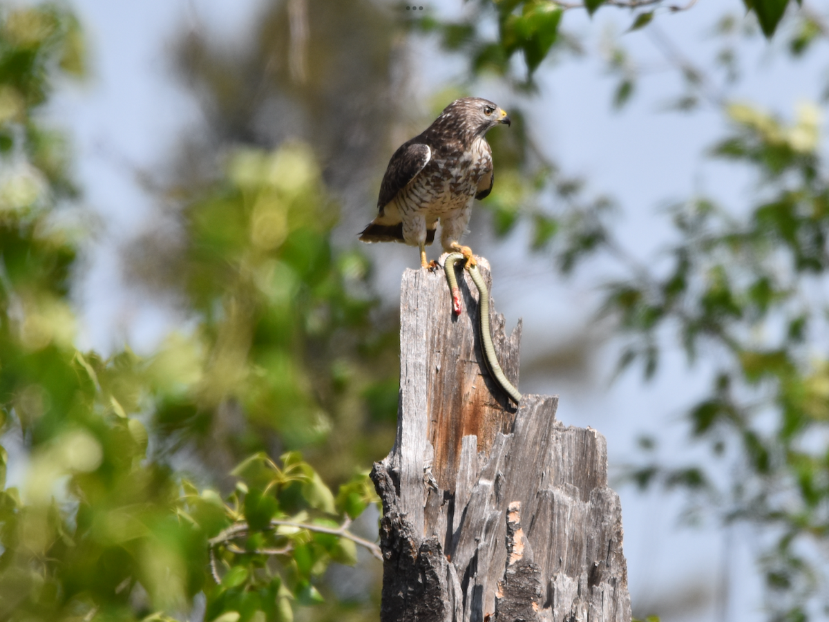 Broad-winged Hawk - Tracy Reaume