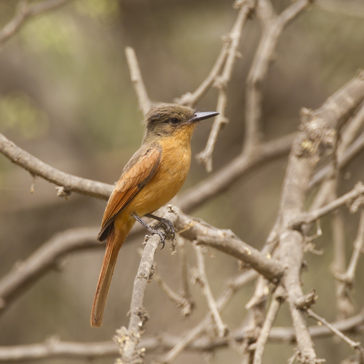 Rufous Flycatcher - Peter Hawrylyshyn