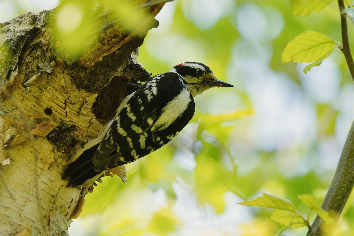 Downy Woodpecker - ML573504361