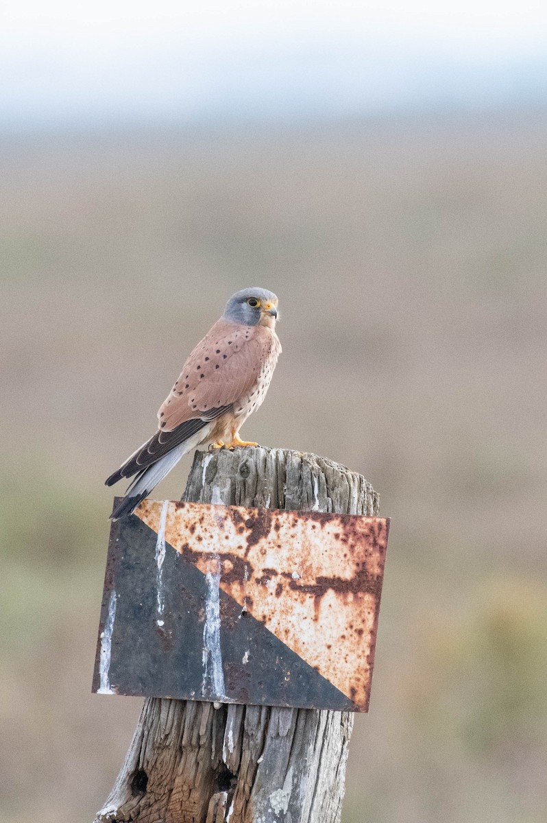 Eurasian Kestrel (Eurasian) - Johnny Wilson