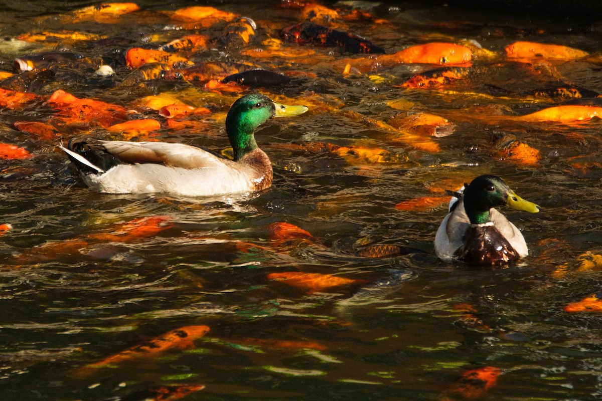 Canard colvert - ML573504801