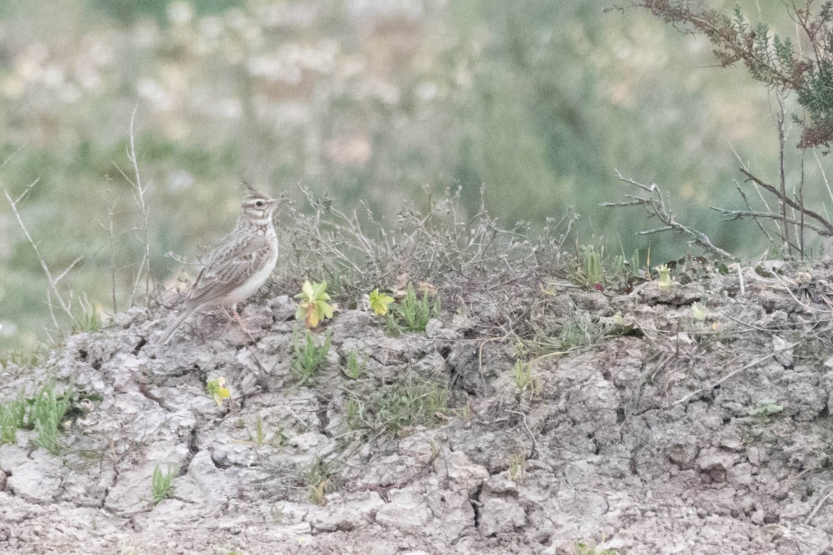 Crested Lark - ML573504841