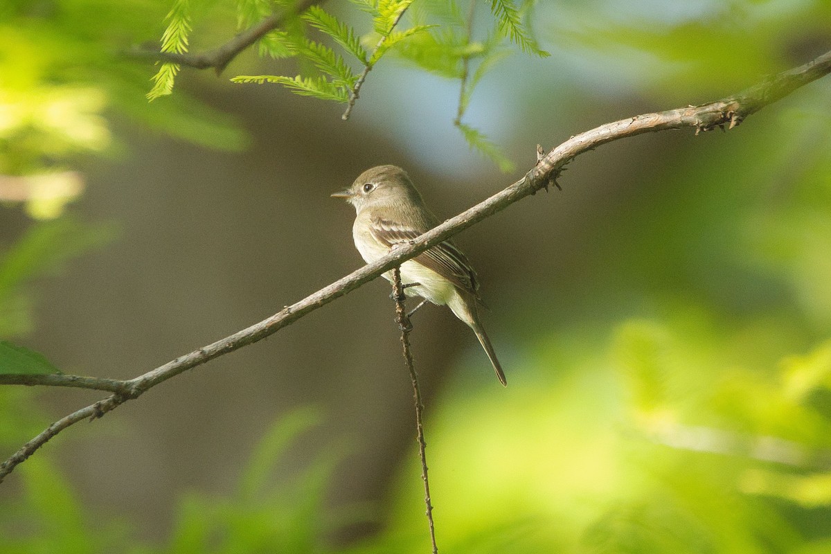 Least Flycatcher - ML573504901