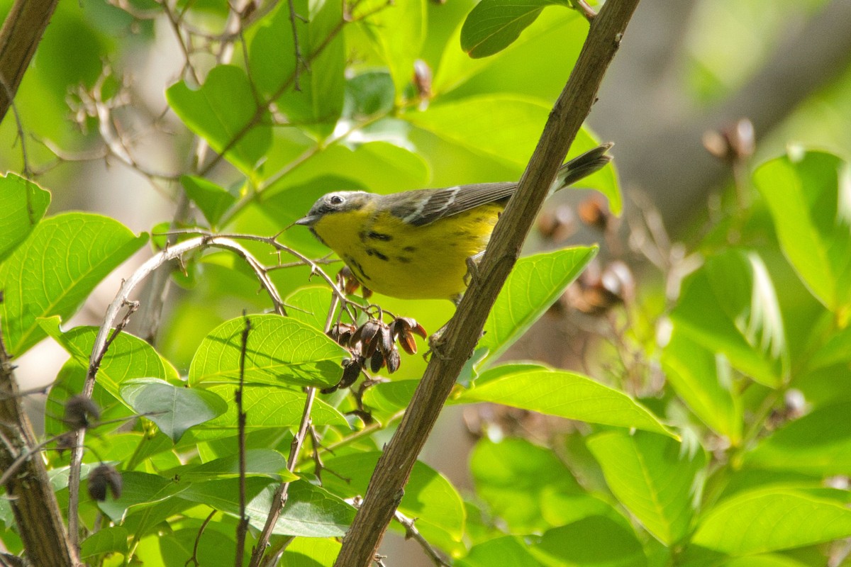 Magnolia Warbler - ML573505781