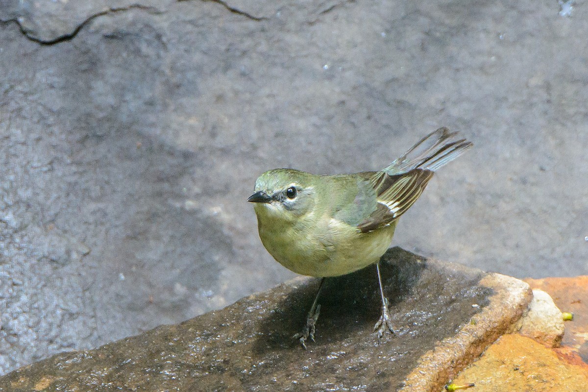 Black-throated Blue Warbler - Naseem Reza