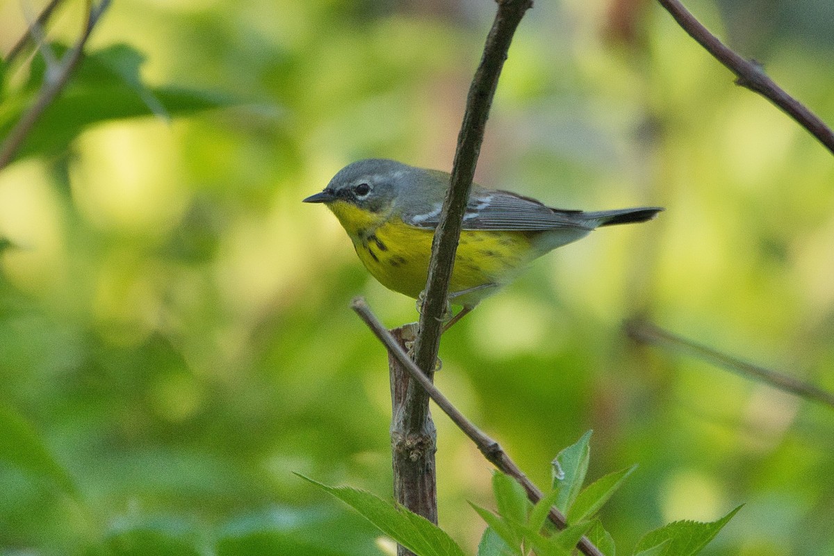 Magnolia Warbler - Cole Penning