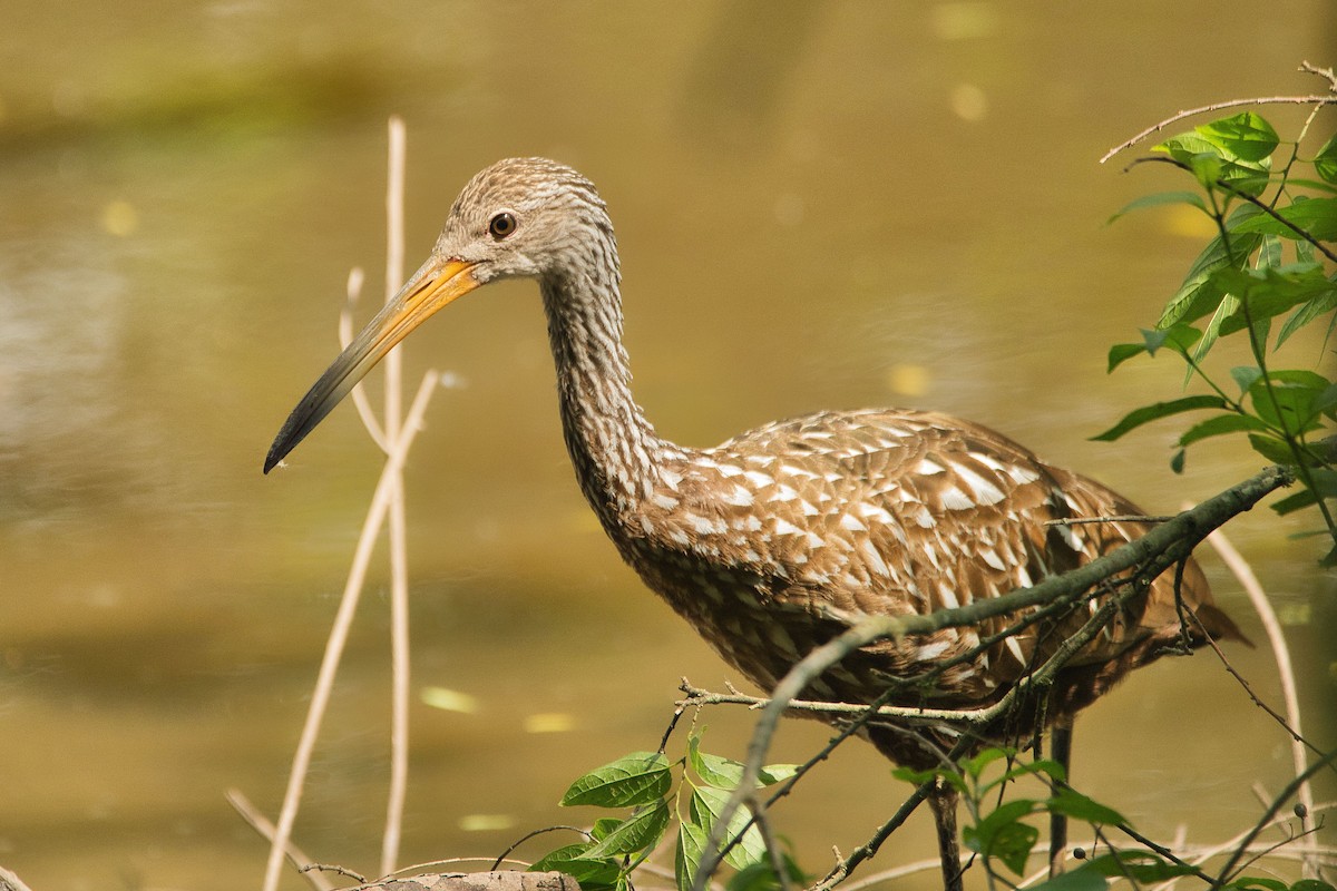 Limpkin - Cole Penning