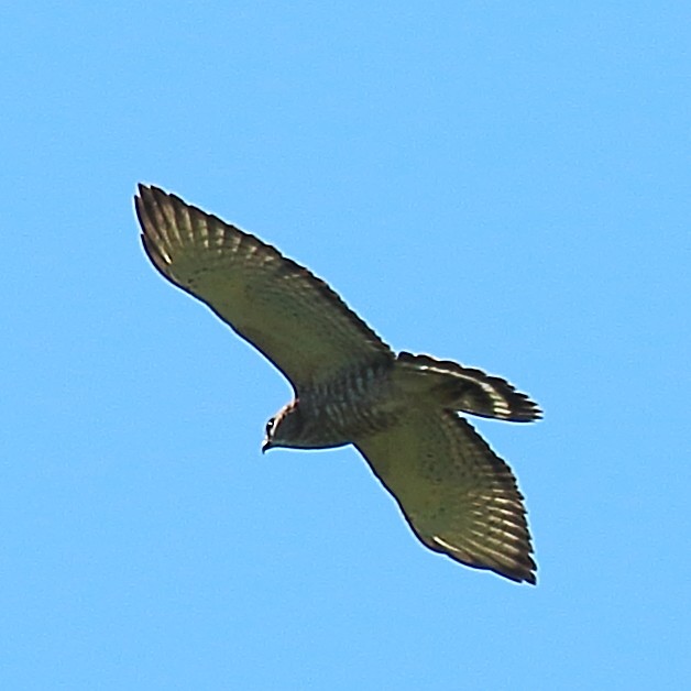 Broad-winged Hawk - Ryan Candee