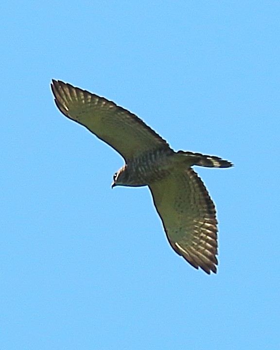 Broad-winged Hawk - Ryan Candee