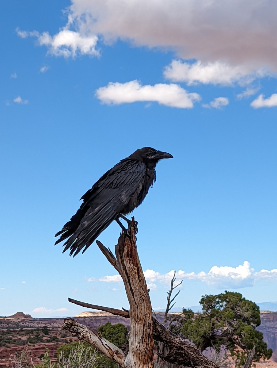 Common Raven - David Williams