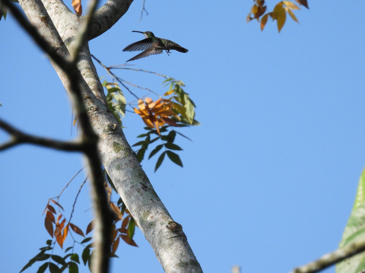 Colibrí de Cuvier - ML573509721