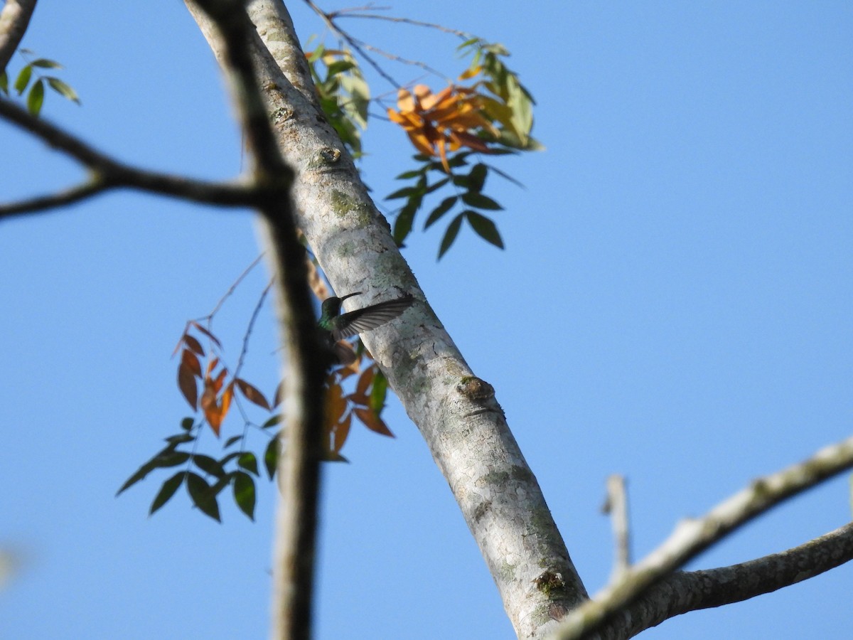 kolibřík skvrnitoprsý - ML573509761