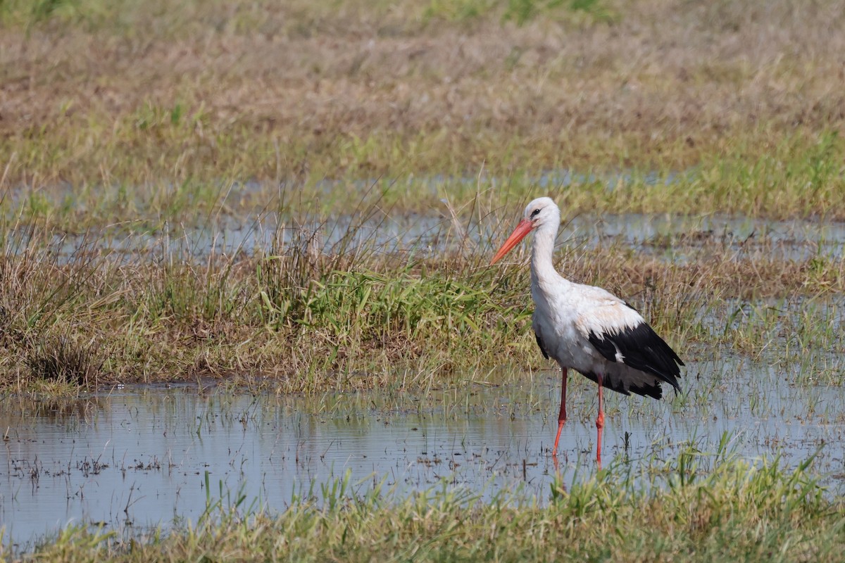 White Stork - ML573509771