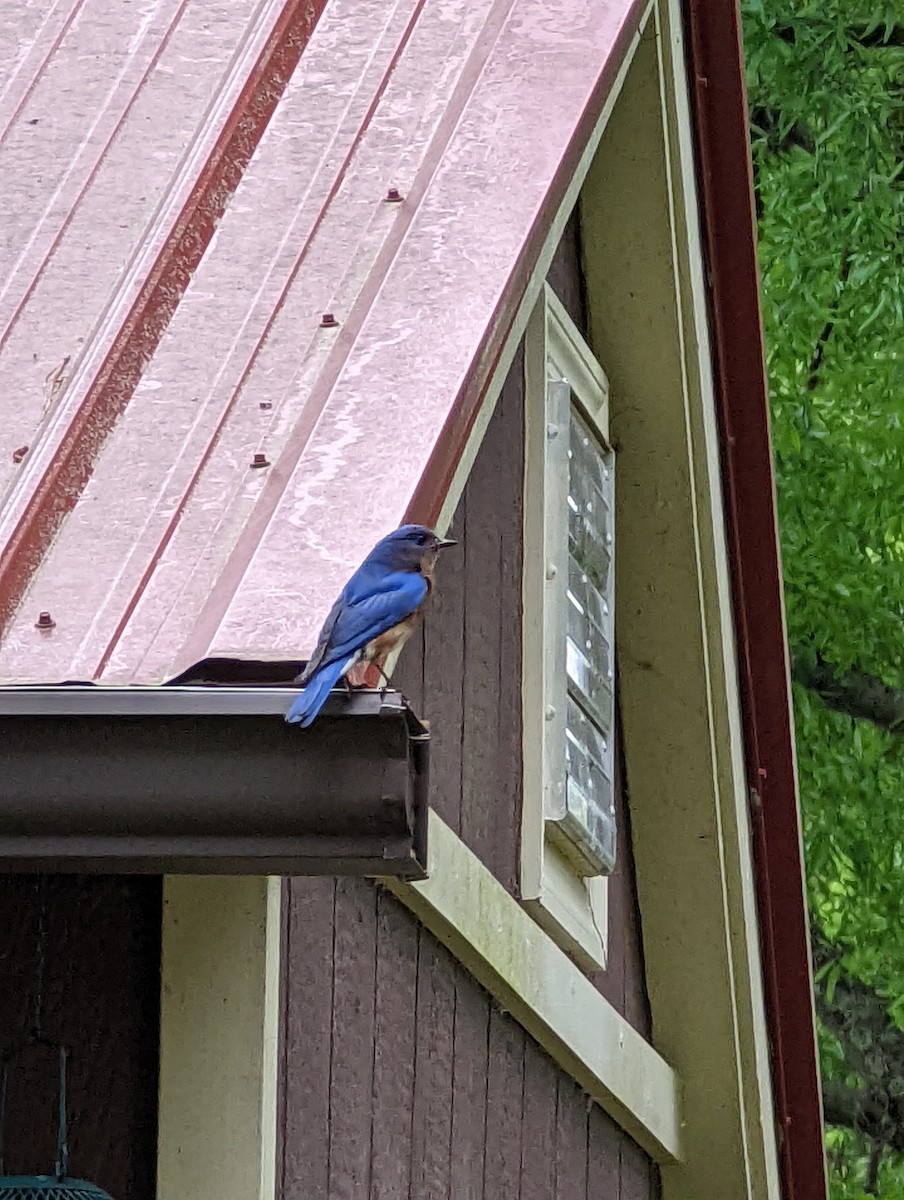 Eastern Bluebird - ML573509791