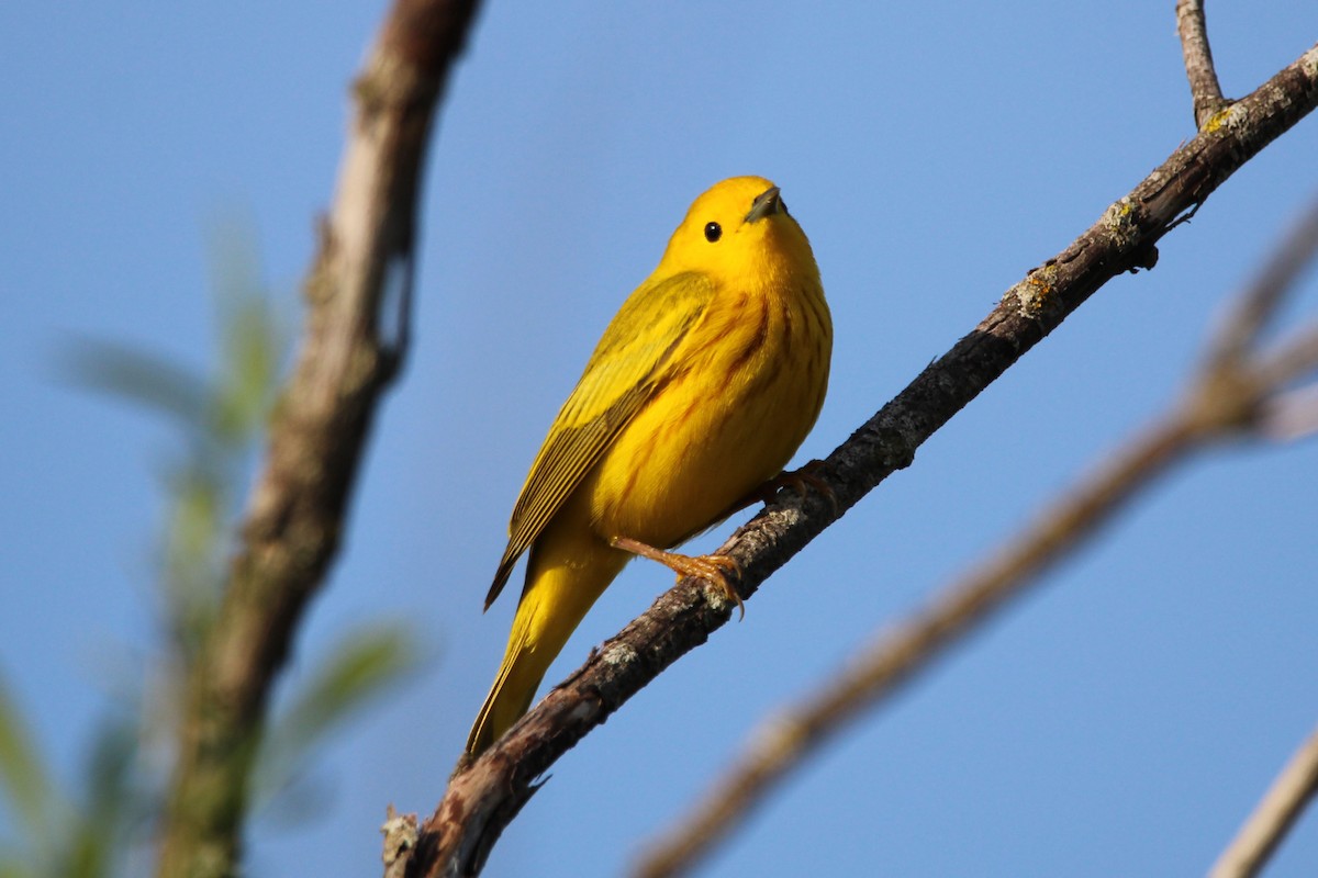 Yellow Warbler - ML573509991