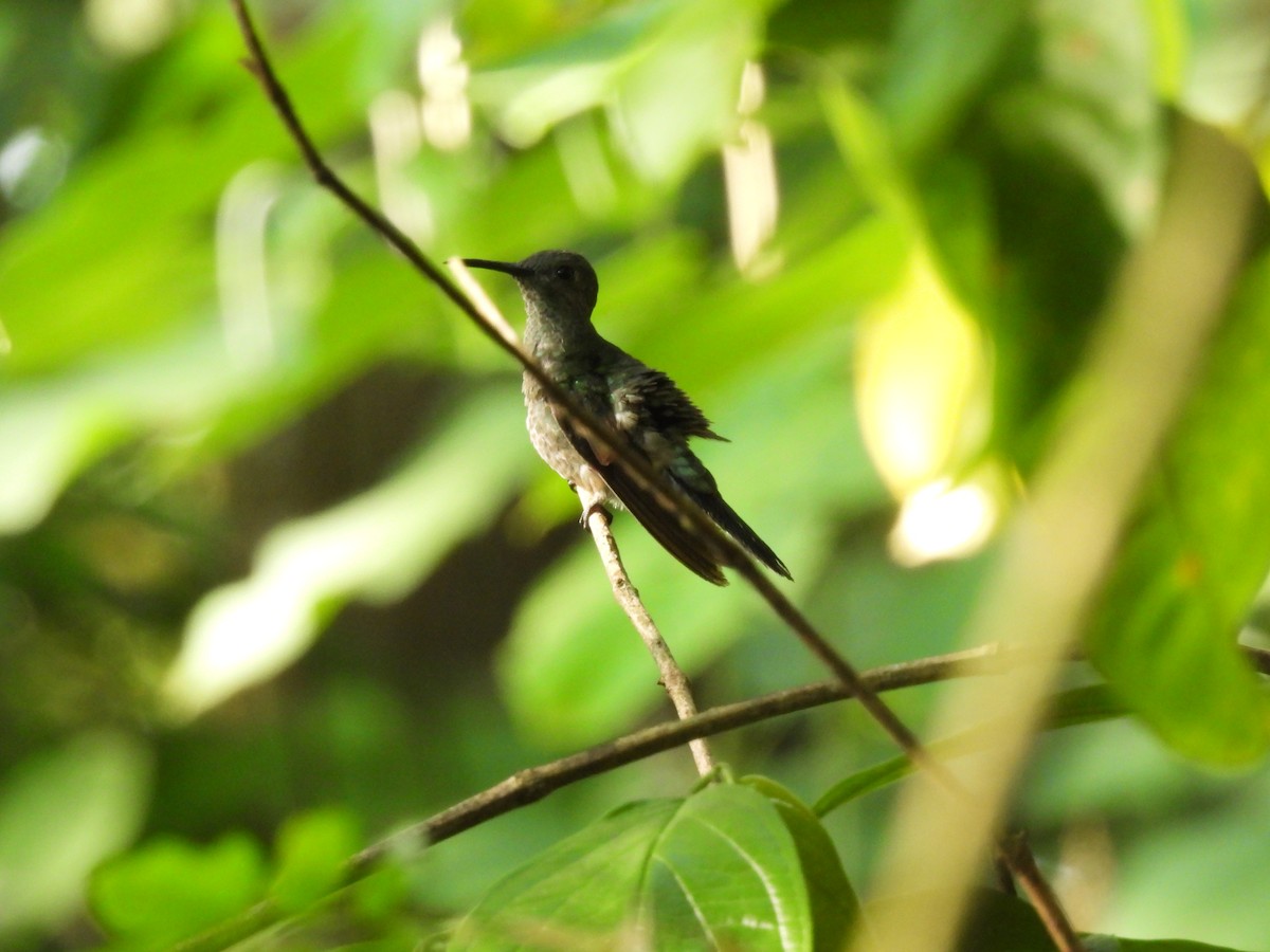 Scaly-breasted Hummingbird - ML573510441