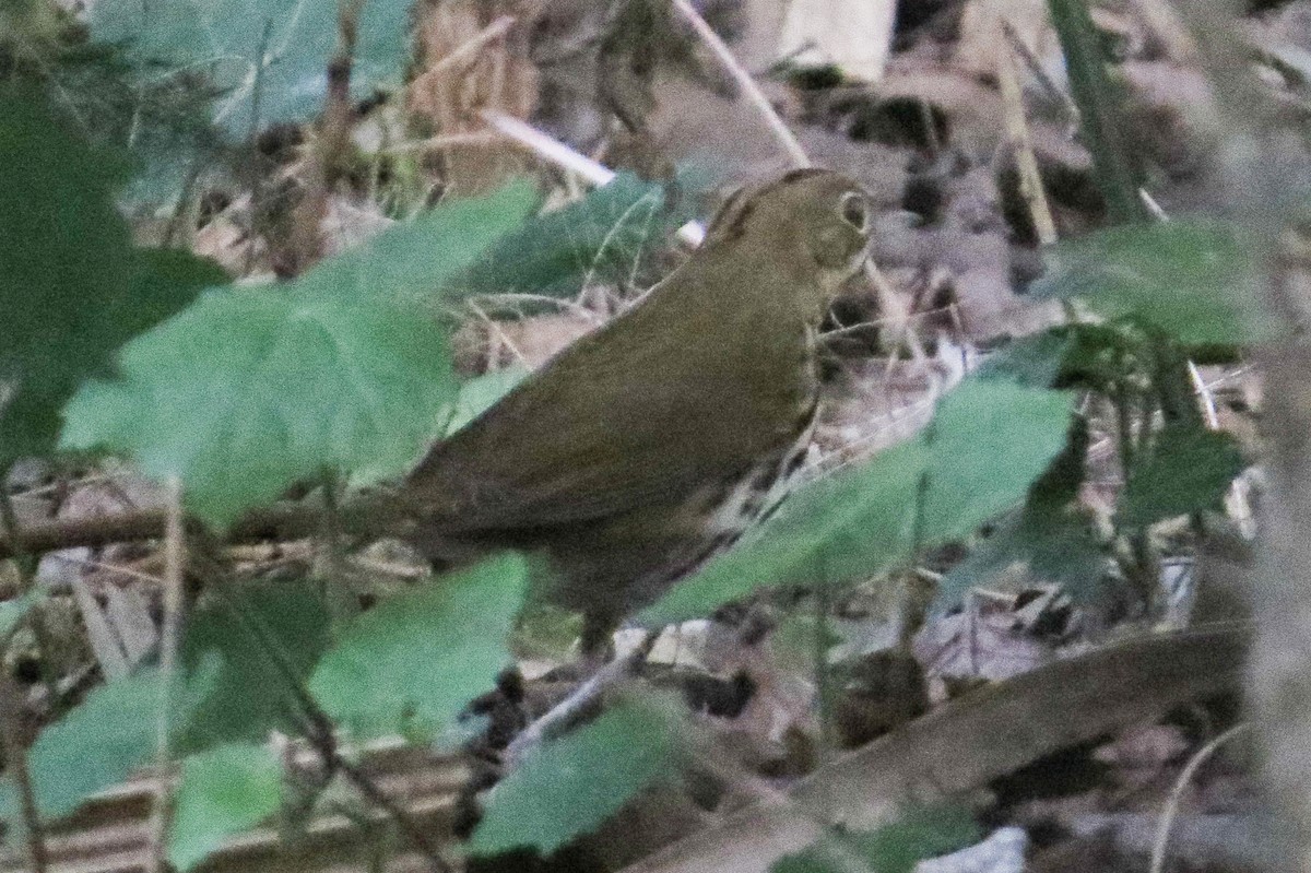 Ovenbird - ML573510451