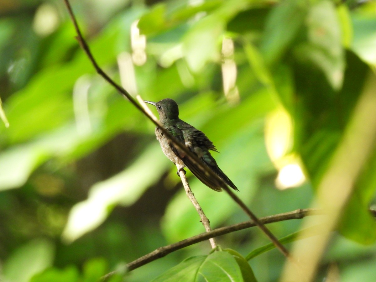 Colibrí de Cuvier - ML573510471