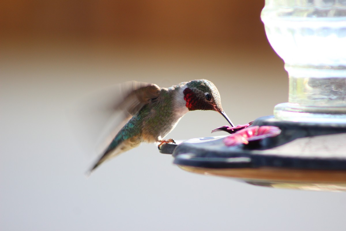 Broad-tailed Hummingbird - Hilary Turner
