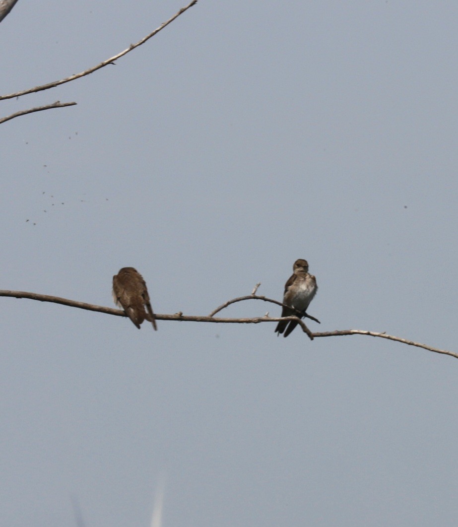 Northern Rough-winged Swallow - ML573513811