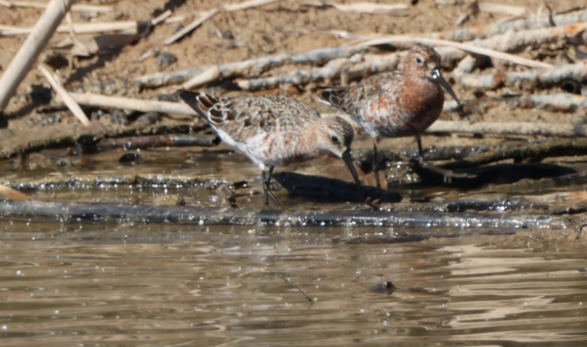 Curlew Sandpiper - ML573515721