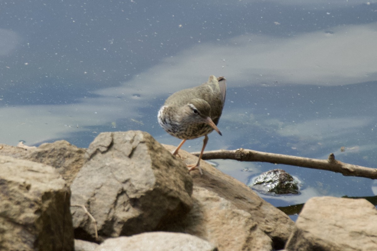 Spotted Sandpiper - ML573515961
