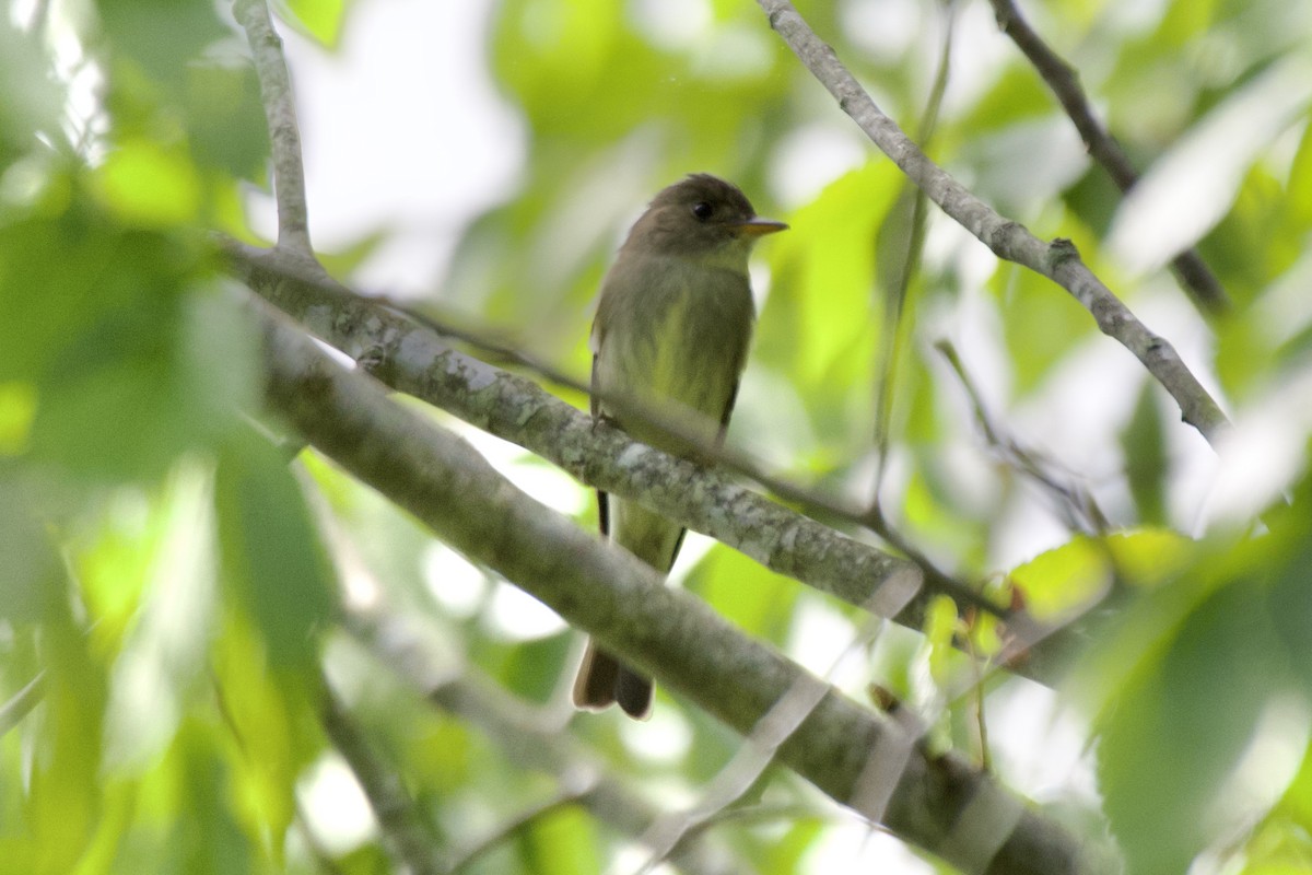Eastern Wood-Pewee - ML573515991