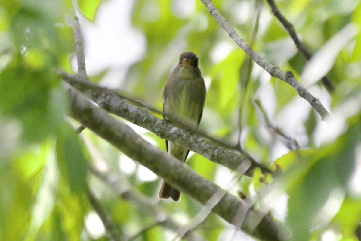 Eastern Wood-Pewee - ML573516011
