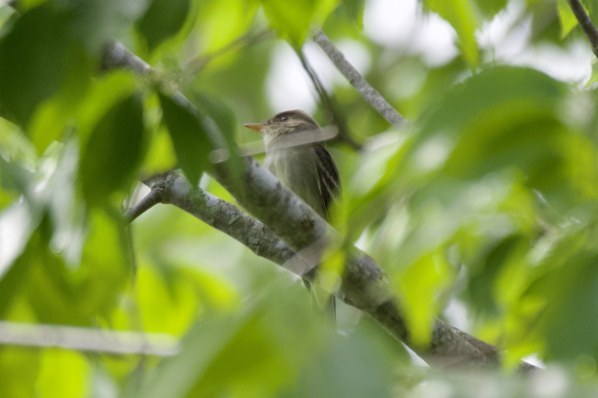 Eastern Wood-Pewee - ML573516021