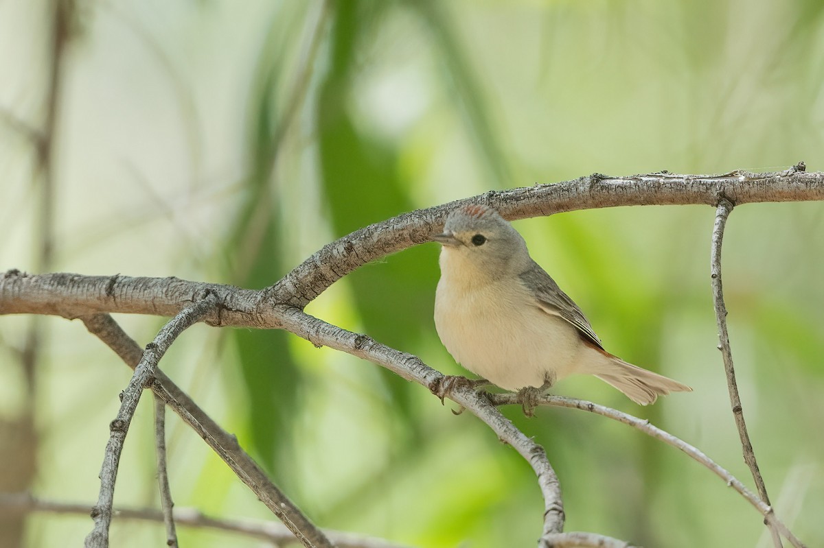Lucy's Warbler - ML573517181
