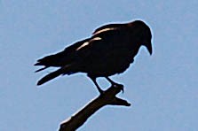 American Crow - ML573517481