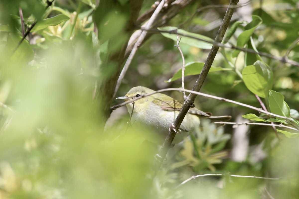Tennessee Warbler - ML573517591