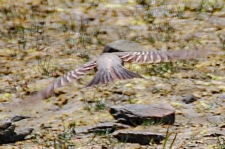 American Robin - ML573517621