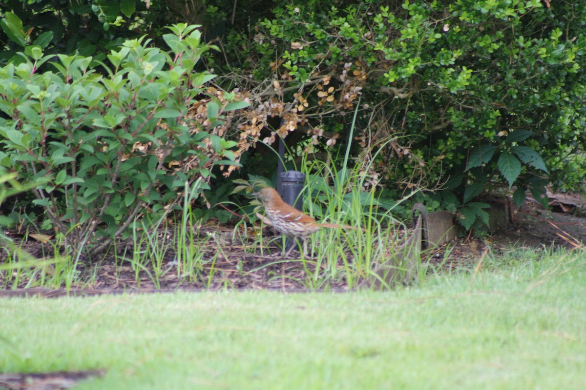 Brown Thrasher - ML573520321