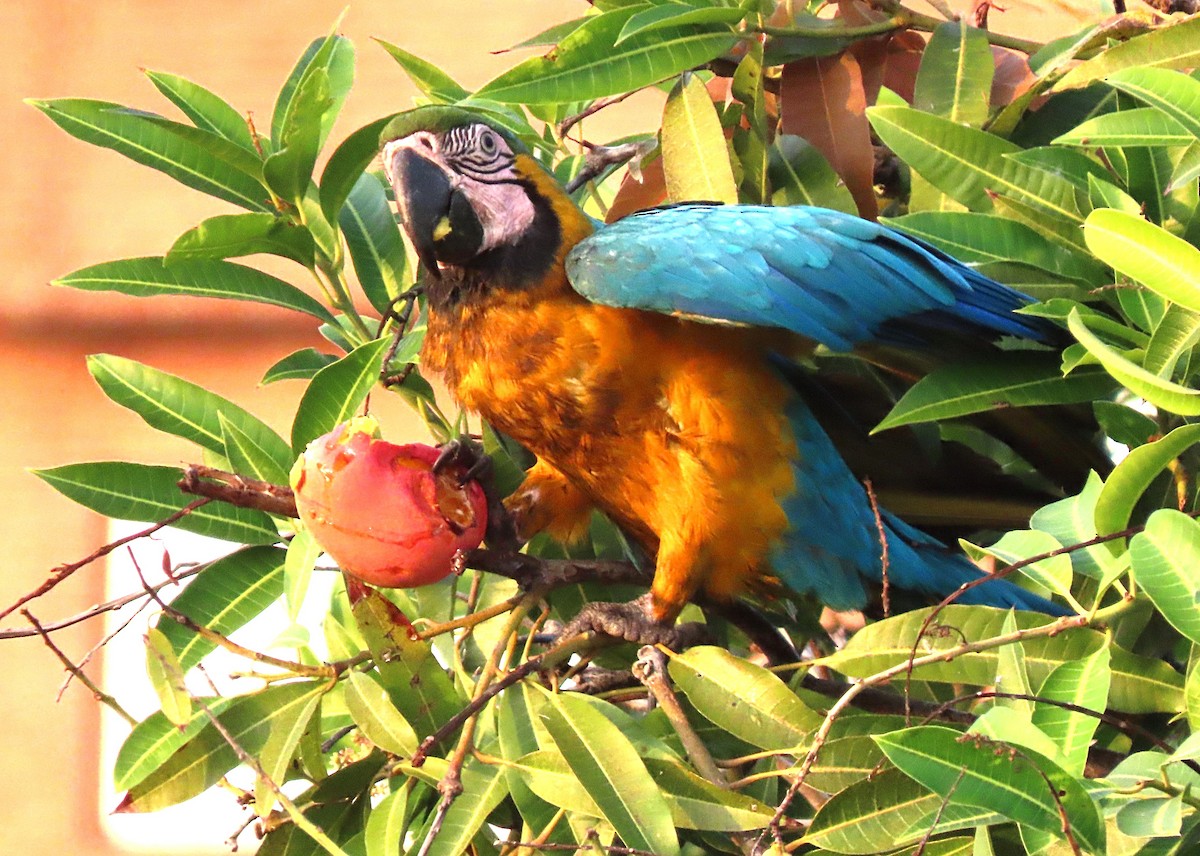 Guacamayo Azuliamarillo - ML573520461