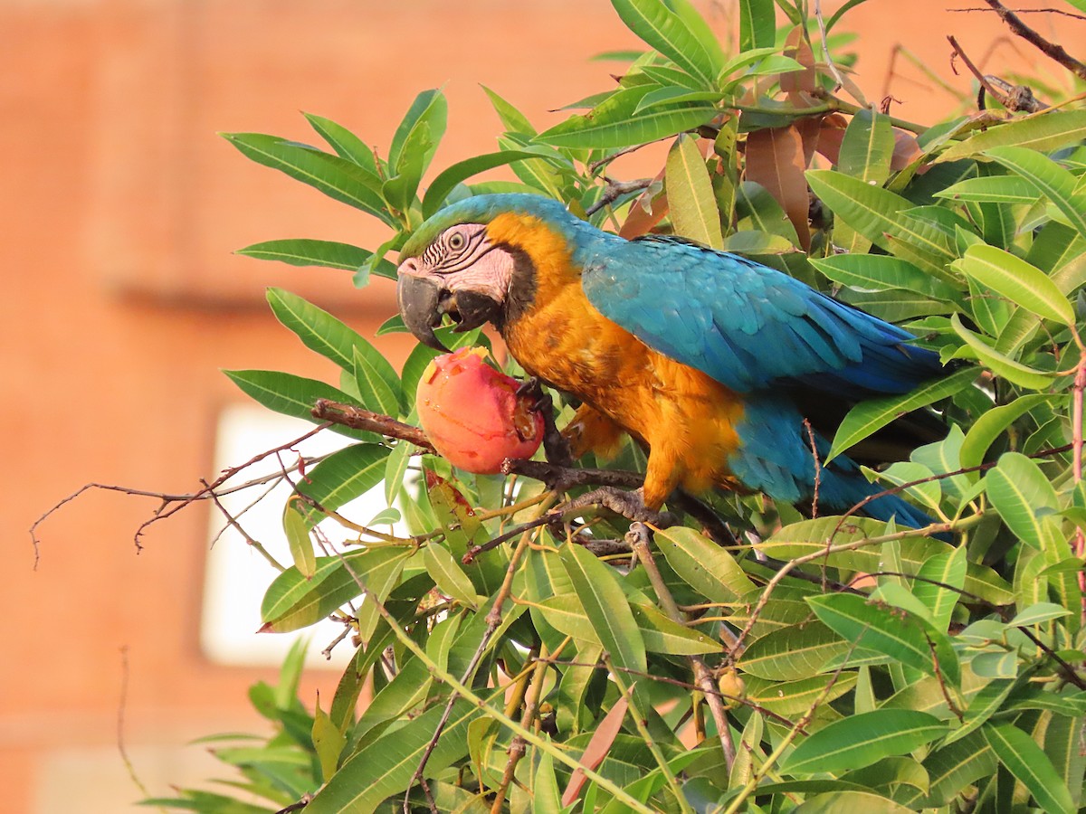 Blue-and-yellow Macaw - ML573520471