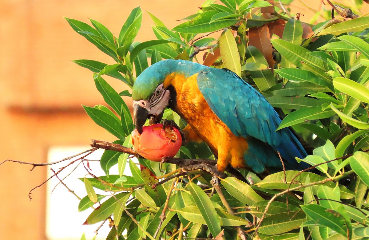 Blue-and-yellow Macaw - ML573520491