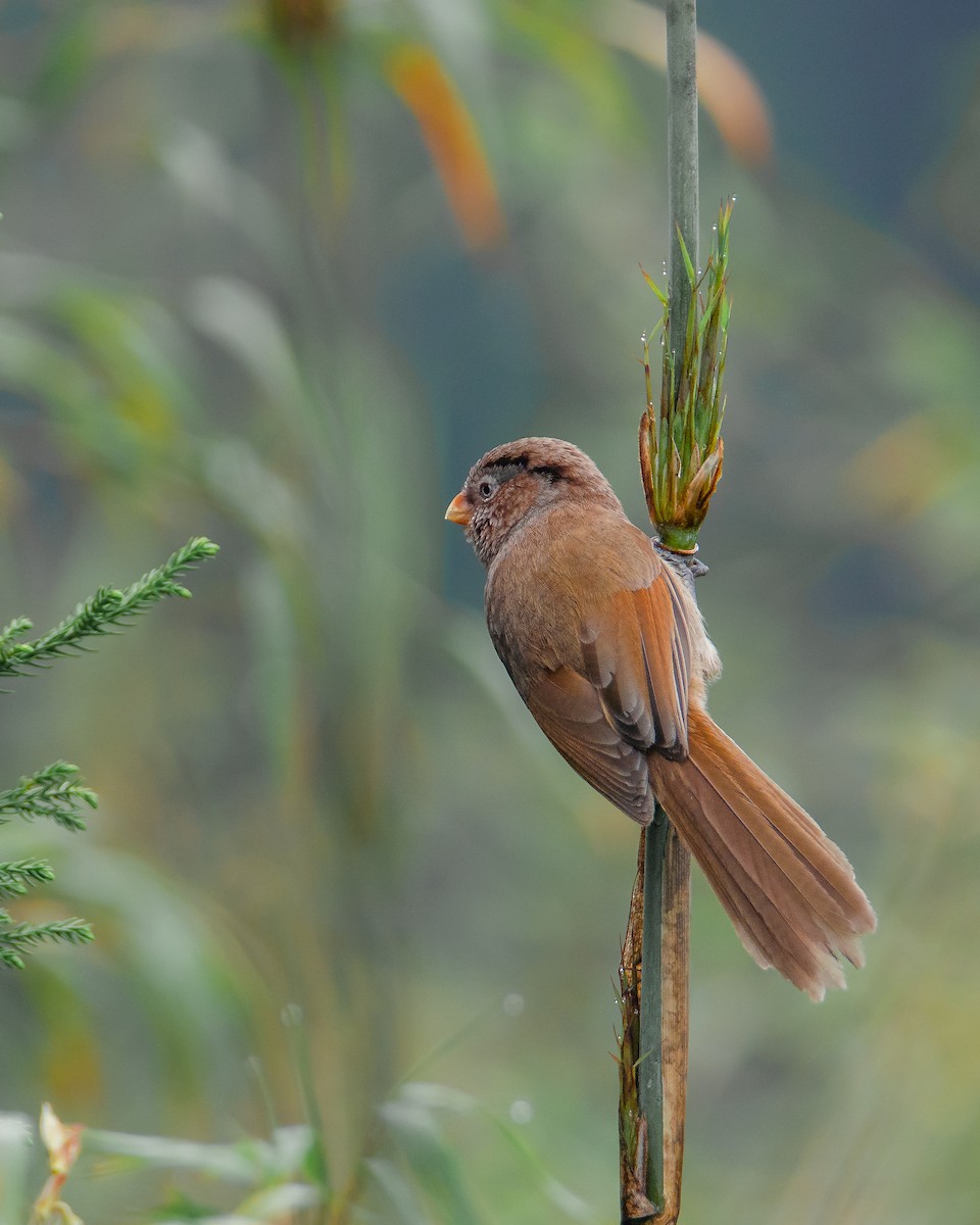 Brown Parrotbill - ML573520901