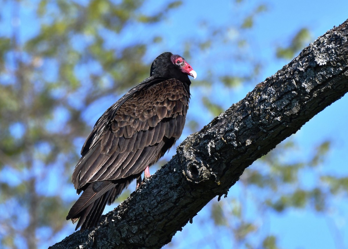 Turkey Vulture - ML573521341