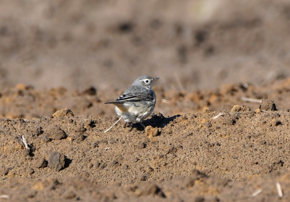 American Pipit - Stéphane Barrette