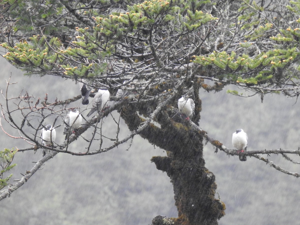 Snow Pigeon - ML573524461