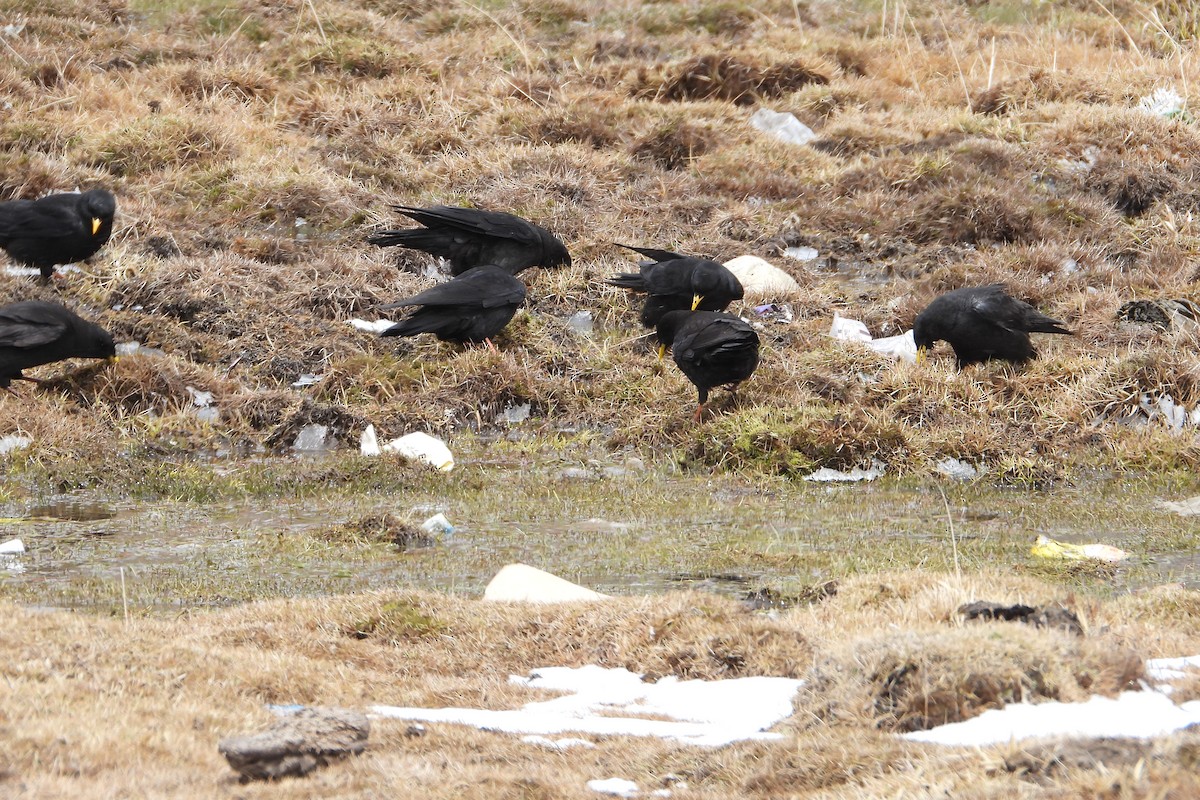 Yellow-billed Chough - ML573524521